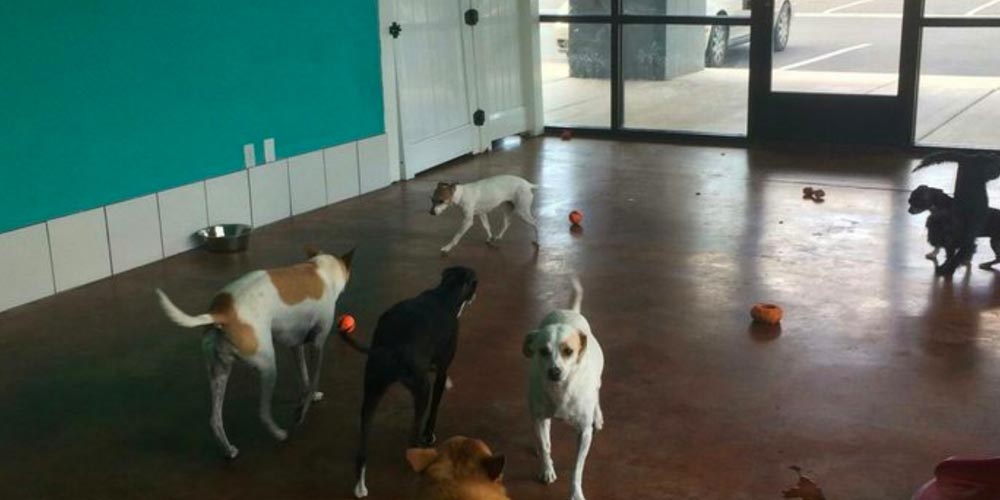 Hot Diggity Dog Daycare